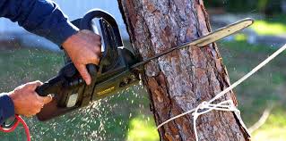 Best Tree Cabling and Bracing  in Unicoi, TN