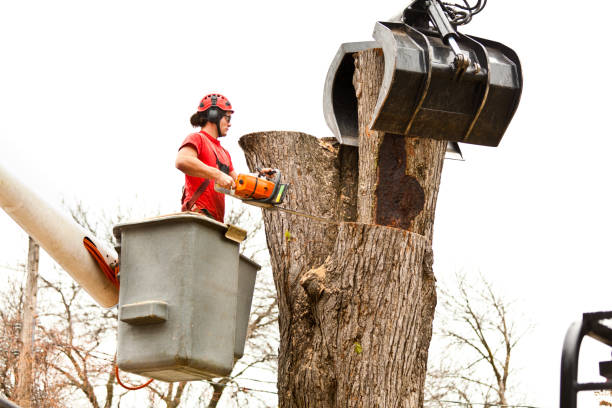 Best Storm Damage Tree Cleanup  in Unicoi, TN